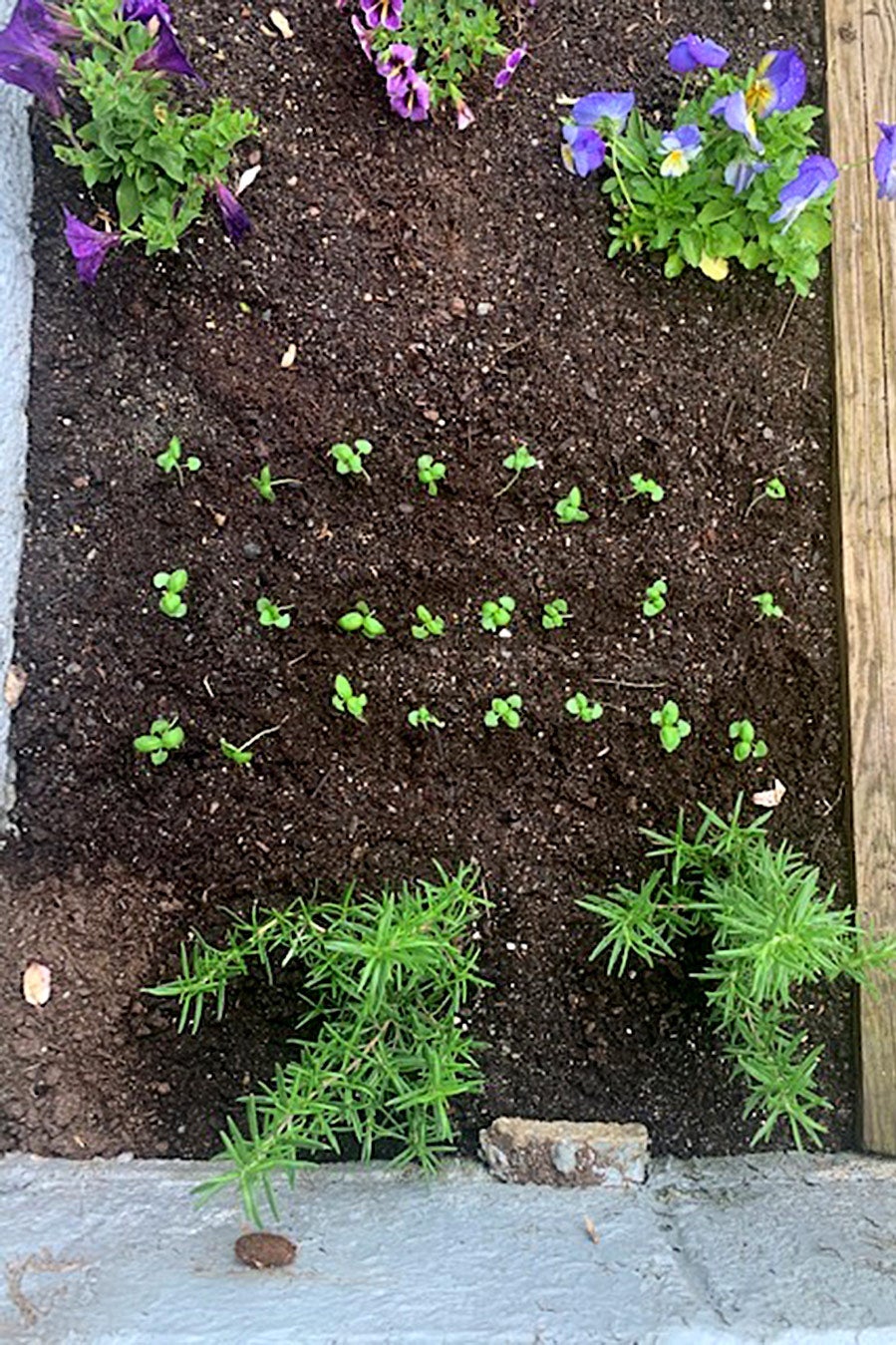 Three neat rows of buds in a flower bed