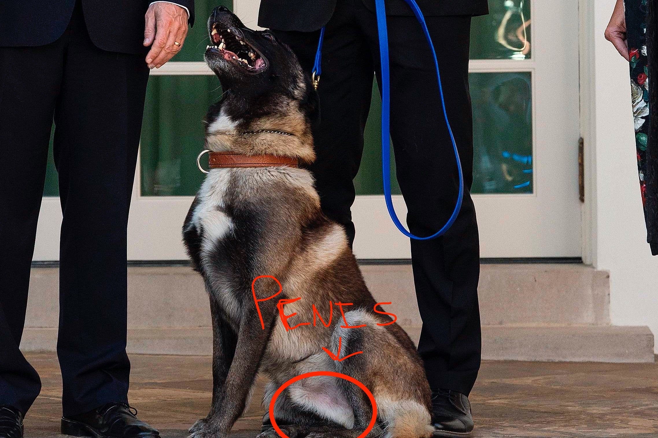 Close-up of Conan the dog's lower half, with noticeable bulge circled and the word PENIS written over it.