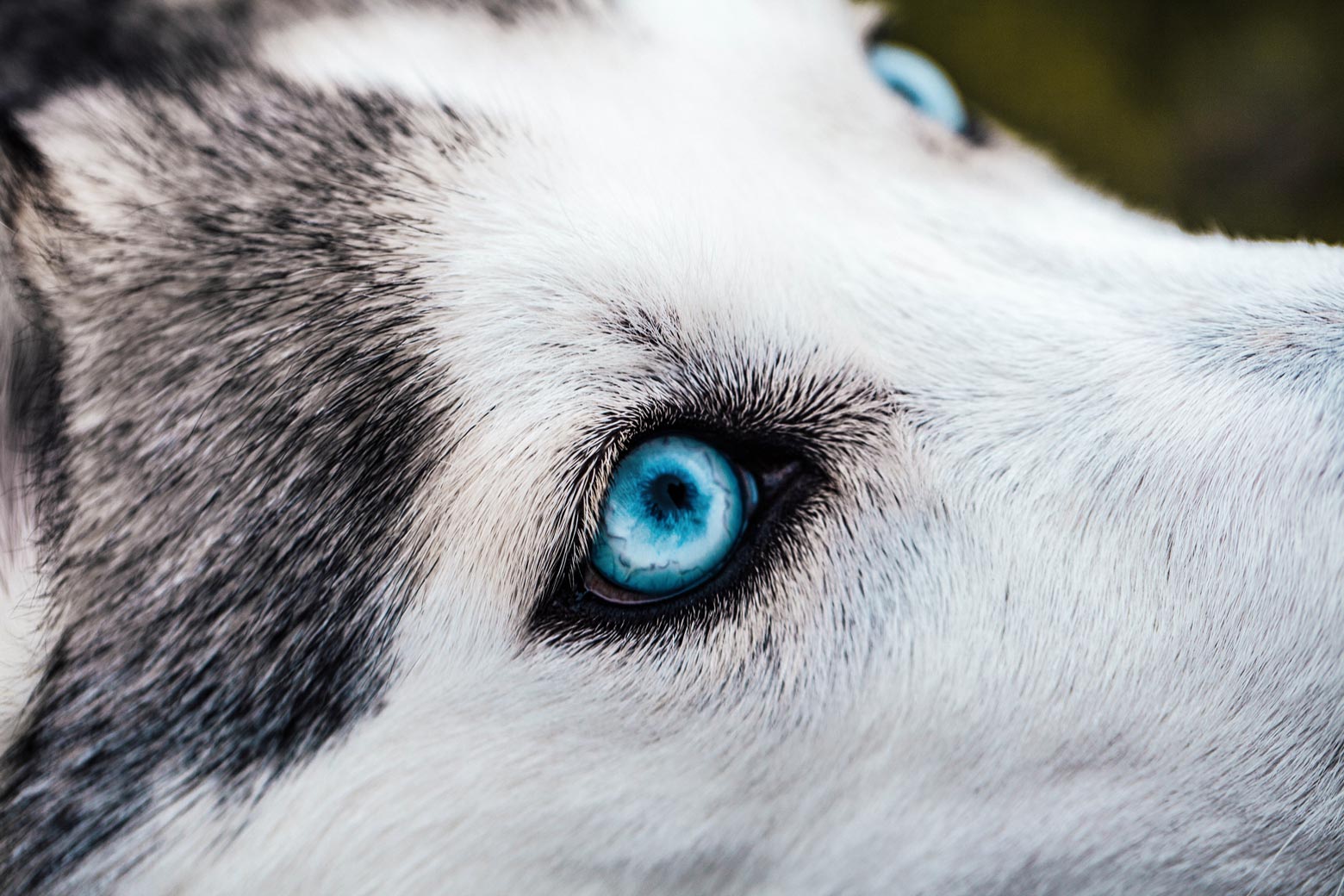 husky mix blue eyes