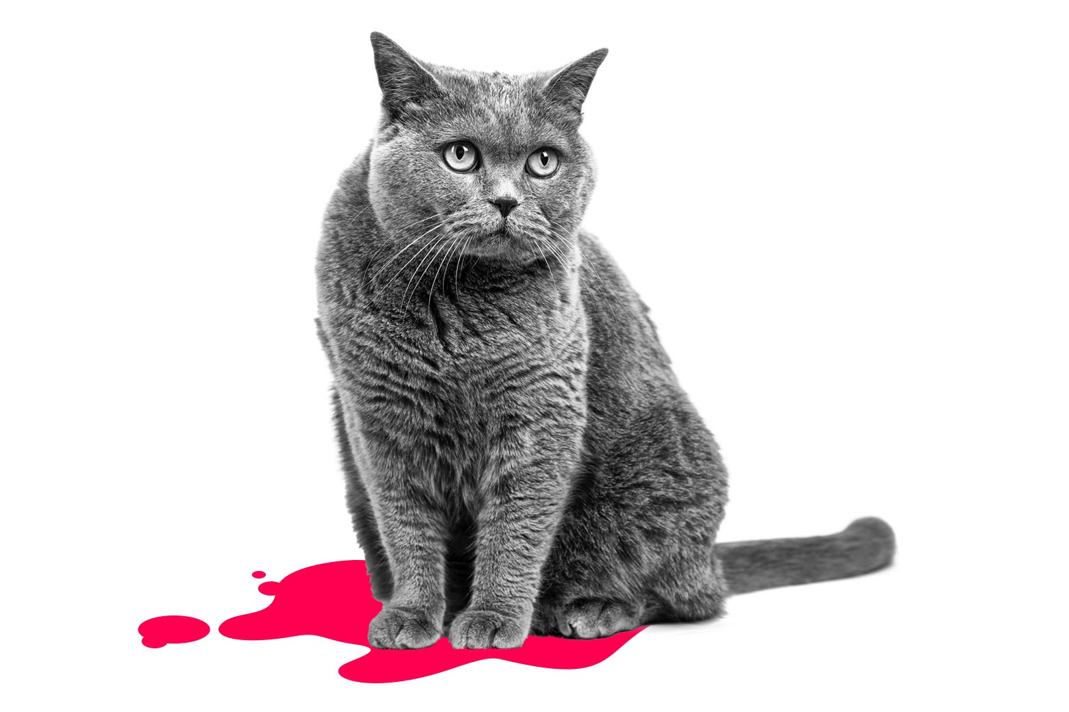 My cat won't stop peeing all over my house, in this week’s Dear Prudie