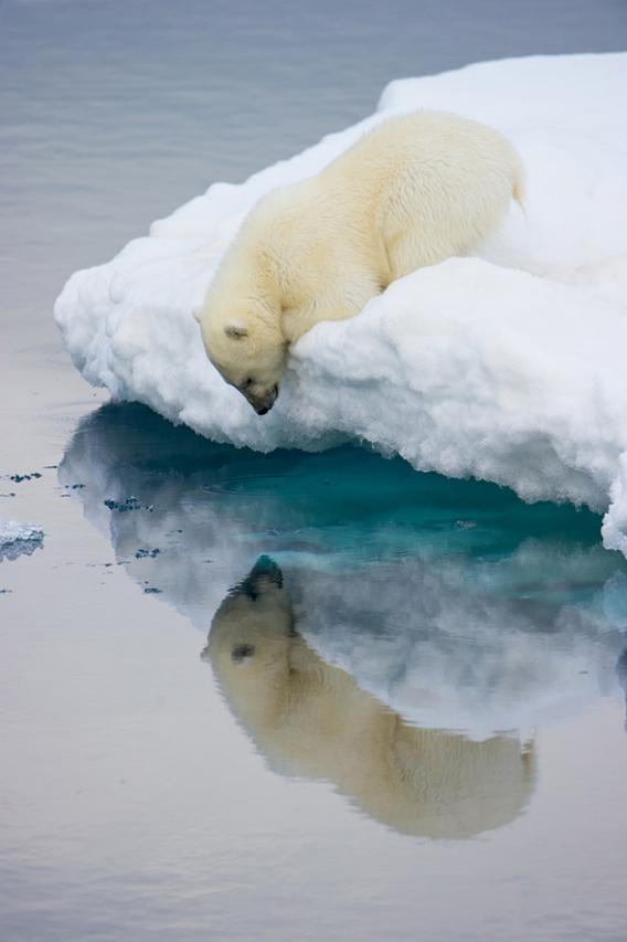 Polar bear looking into the water at the edge of the ice.