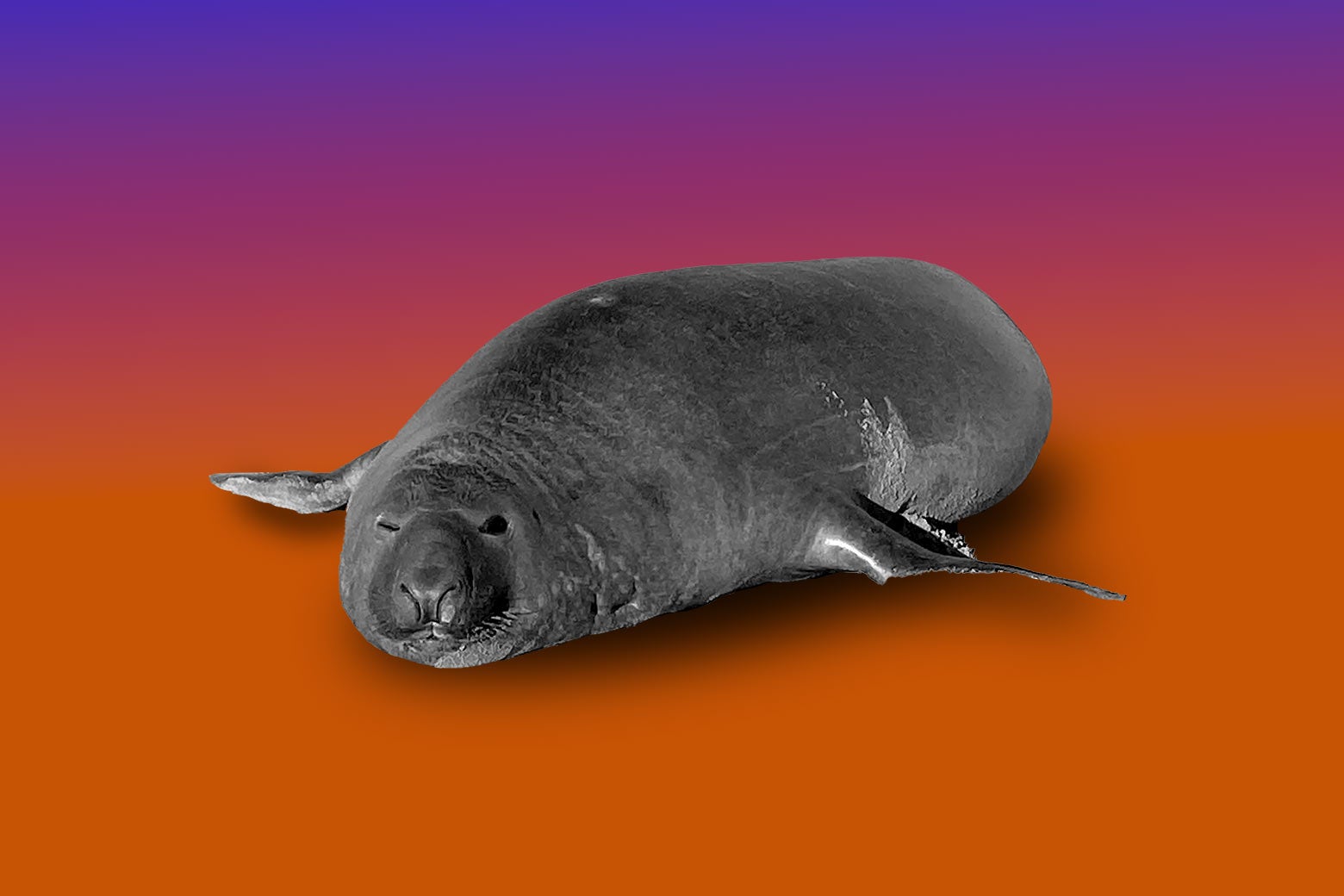 Off-the-Record: Neil the Seal&rsquo;s Whole Deal