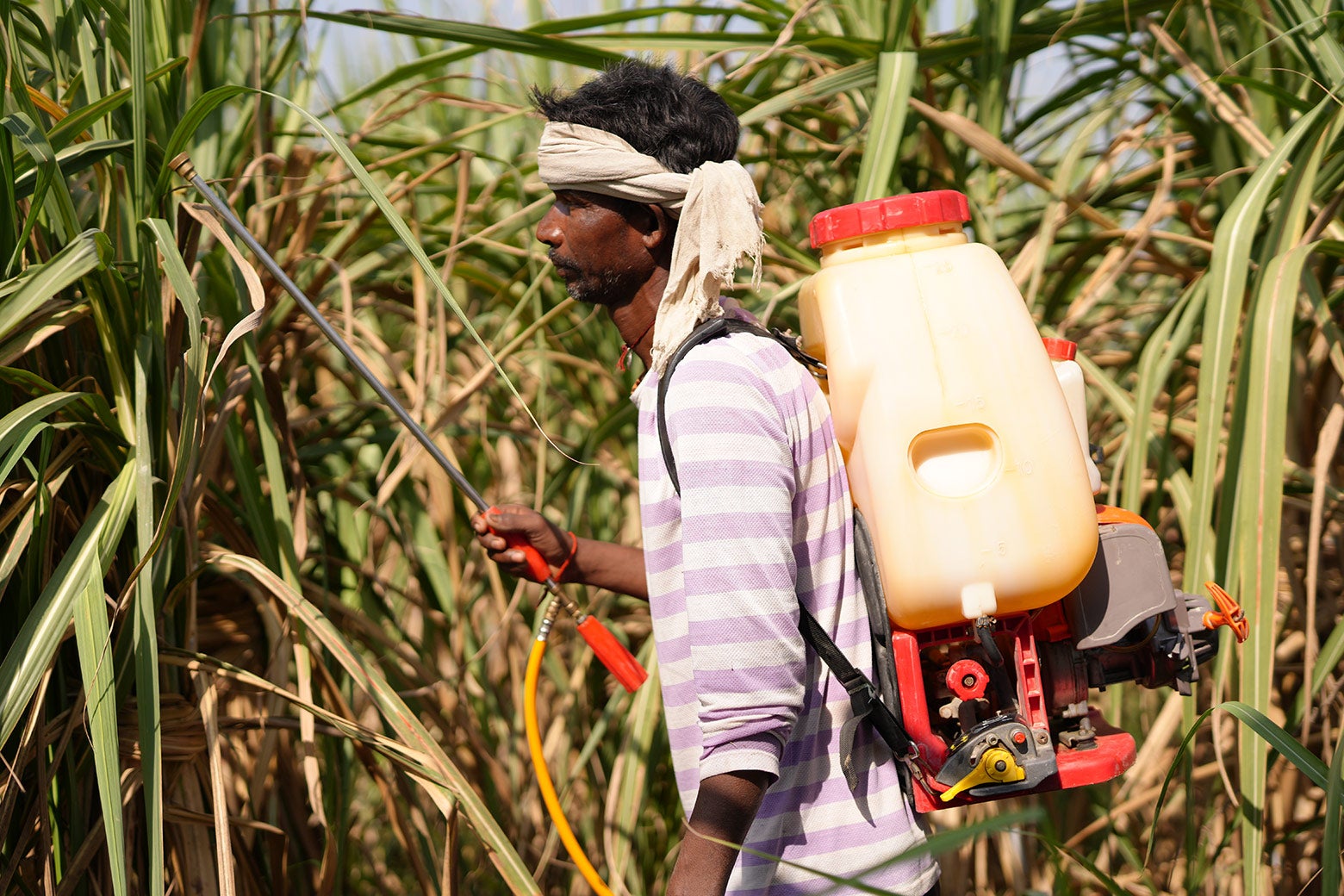 Hardeep Sharma, wearing a thick headband and carrying a tank on his back, sprays insecticide on a sugarcane field.
