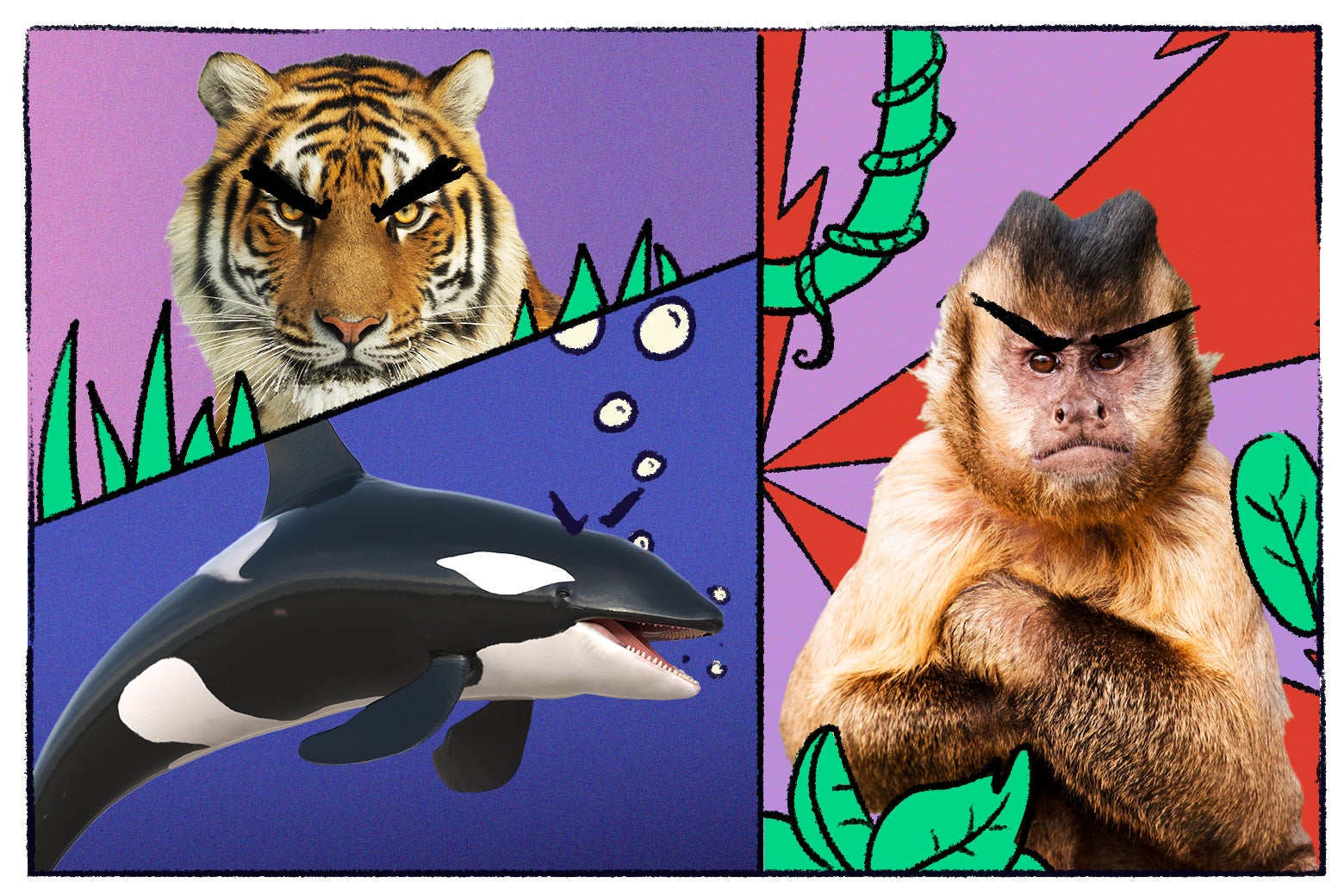 Animals looking really mad.