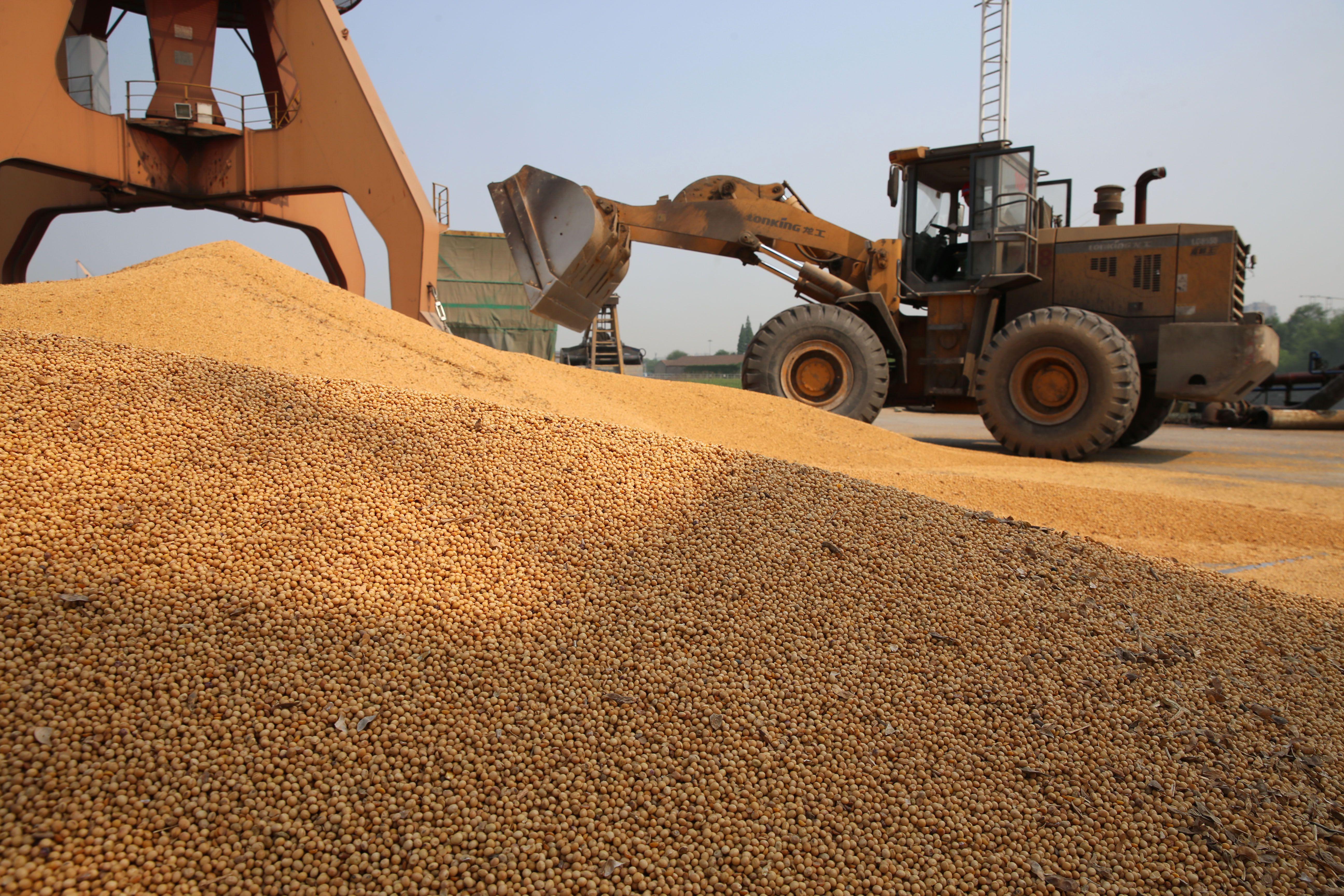 This photo taken on May 10, 2019 shows soybeans imported from Ukraine at the port in Nantong, in China's eastern Jiangsu province. - Imports of soybeans from the US, once China's biggest supplier, have dropped massively since a trade war between the US and China began in 2018. (Photo by STR / AFP) / China OUT        (Photo credit should read STR/AFP/Getty Images)