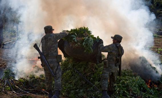 Mexican soldiers burn marijuana plants
