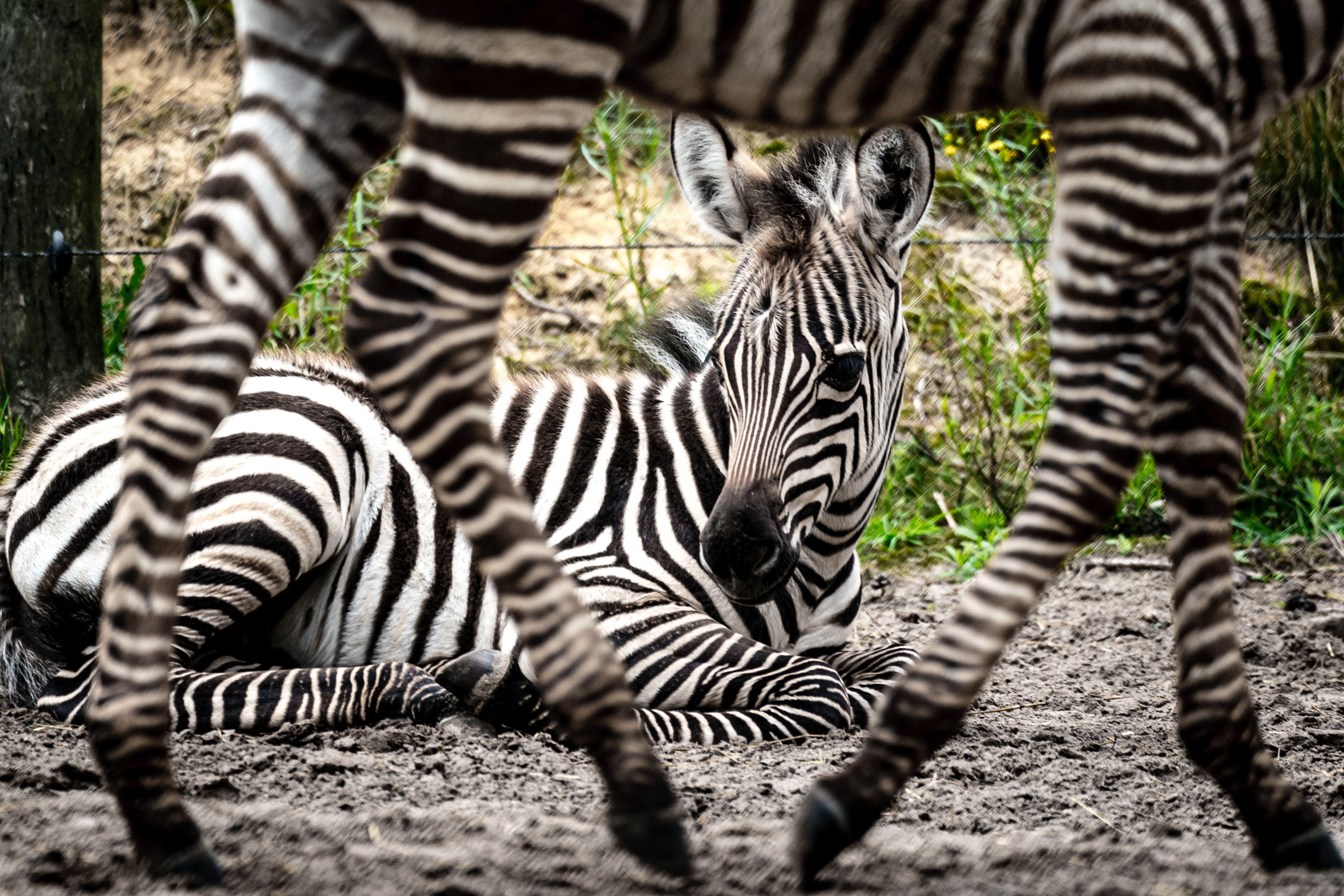 A zebra foal lying down at the Safari Resort Beekse Bergen in Hilvarenbeek, with the legs of another zebra walking in front of the foal. 