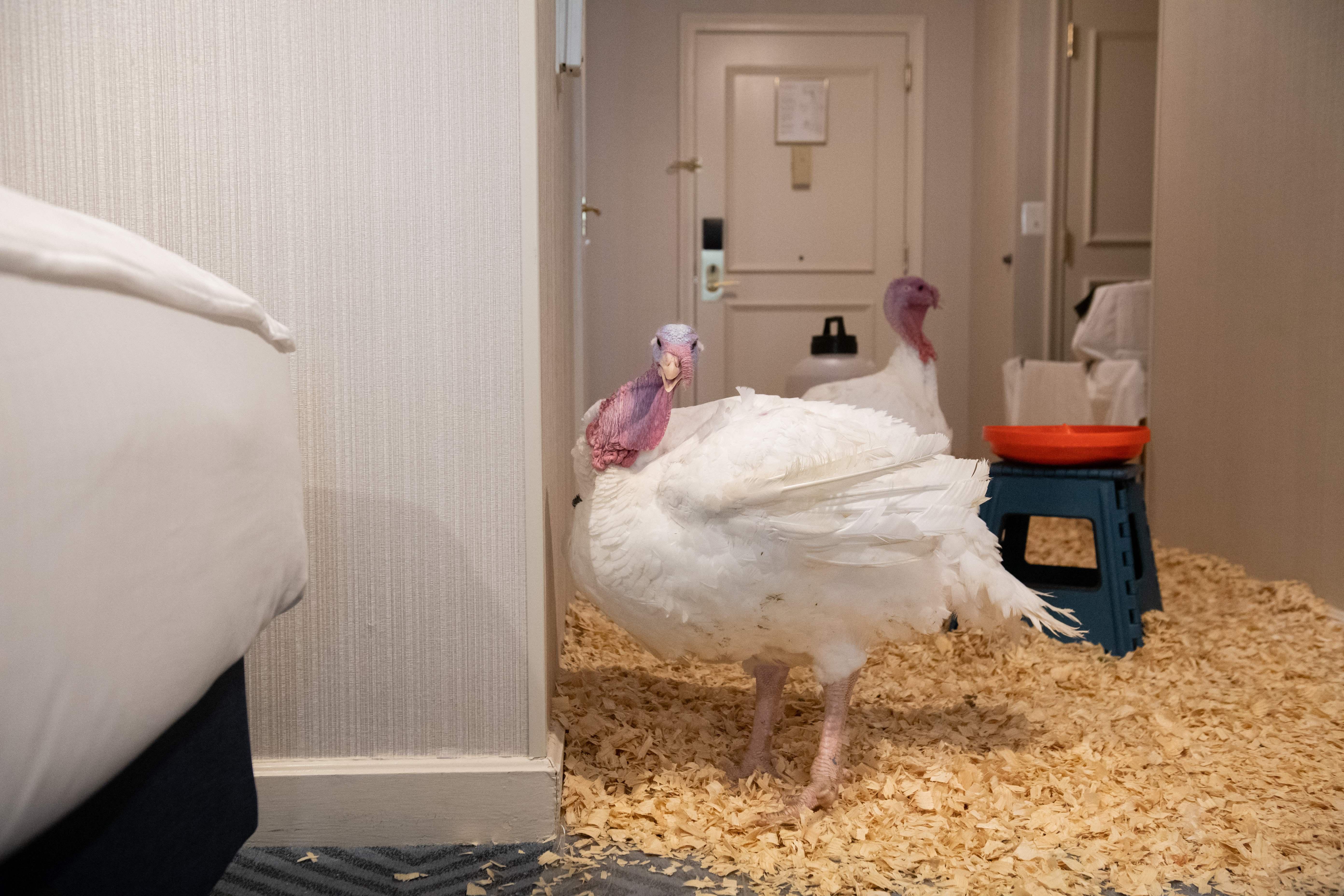 Two turkeys stand in the entryway of a hotel room. The carpet has been covered in wood shavings.
