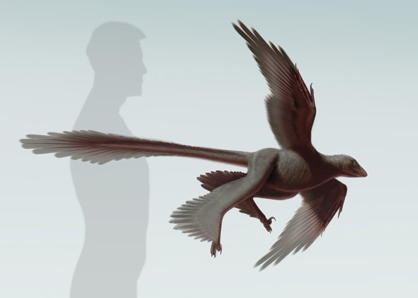 Largest Flying Dinosaur Four Wings On Changyuraptor Kept It From Crash Landing