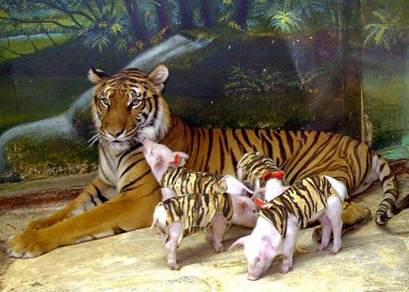 Tourists watch a tigress with piglets at the Sri Racha tiger zoo, in Chonburi province southeast of Bangkok, November 2004. 