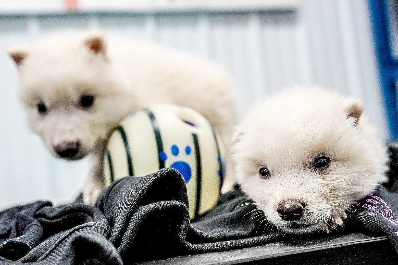 Two white wolf pups.