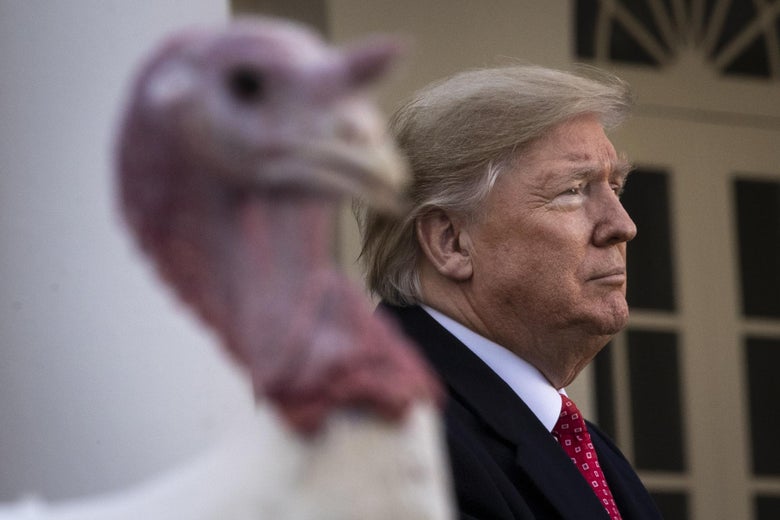 A profile shot of President Trump next to Butter, the National Thanksgiving Turkey.