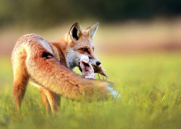 fox eating creature.