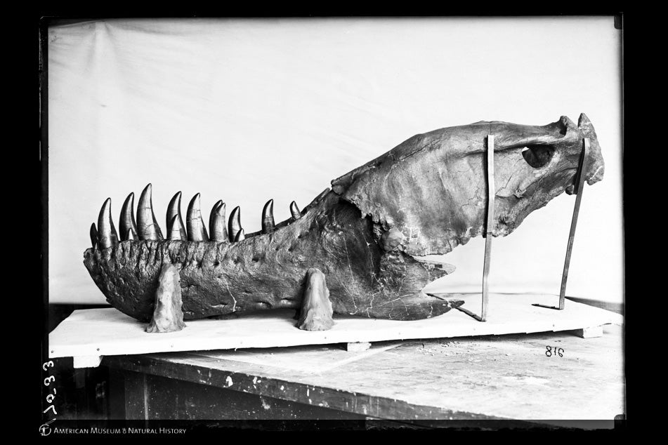 Black and white photo of a T. rex jawbone propped up on a museum table