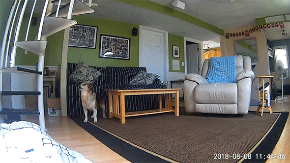 dog in a living room