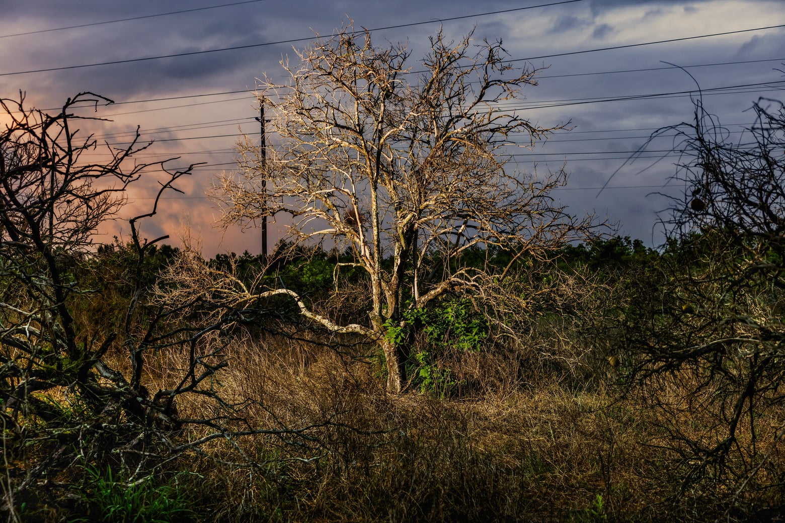 Who Killed the Florida Orange? Deep in Desiccated Groves, I Saw Some Haunting Answers.