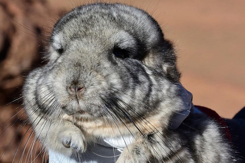 a chinchilla