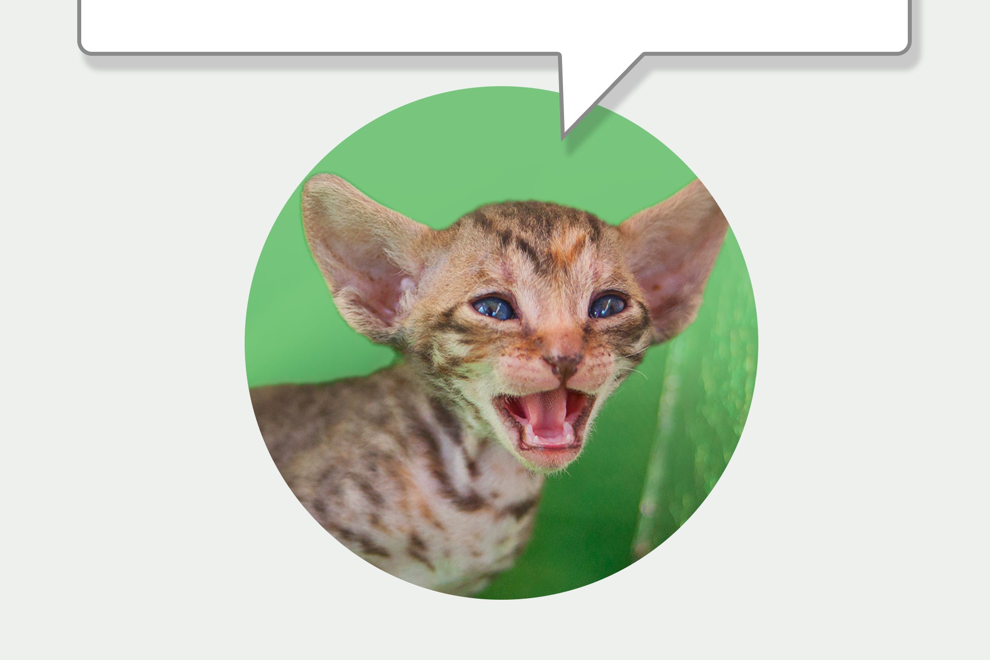 Ears To You: Listen To What Your Cat's Ears Say