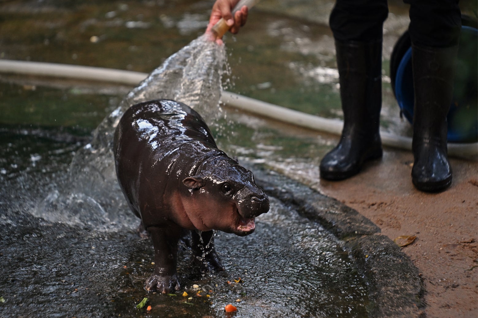 The Tiny, Feisty Hippo Stealing the Internet’s Heart Is Even More Special Than You Know Luke Winkie