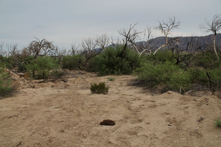 The burned remains of trees with scrub on a desert landscape.