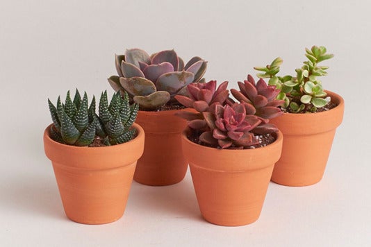 Shop Succulents 2.5” Terracotta Cactus Four Pack.