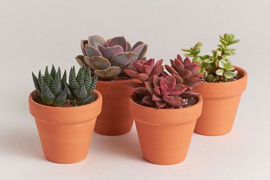 Shop Succulents 2.5” Terracotta Cactus Four Pack.