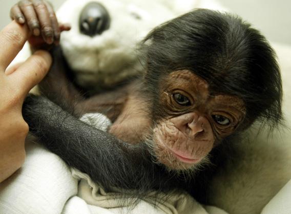 A two-week-old Chimpanzee (pan troglodytes) is seen at the animal hospital inTaman Safari Park in Cisarua, Bogor, in West Java June 4, 2004.