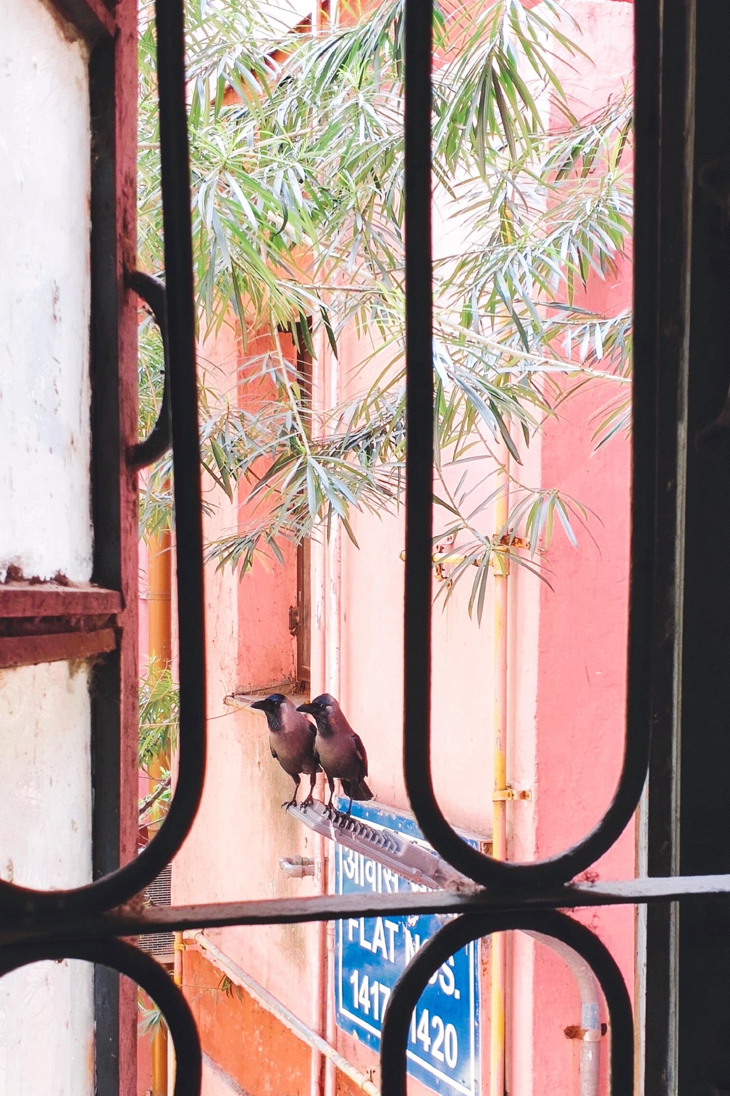 Two birds congregating on a pink building.
