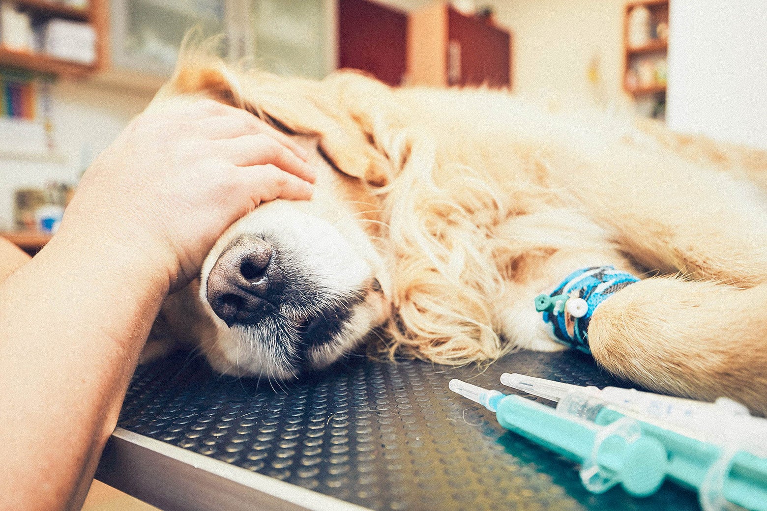 A golden retriever lays on a vet table with a person's hand over its eyes and syringes nearby