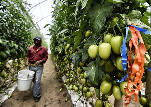 A farm day laborer works at a tomato field.