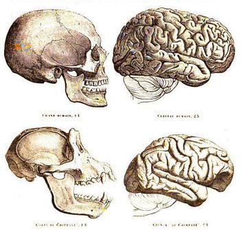 Human and chimp skulls and brains (not to scale), as illustrated in Gervais' Histoire Naturelle des Mammifères.
