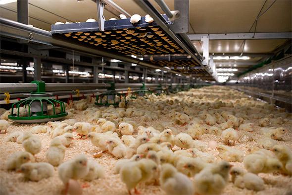 The Dutch company Vencomatic started its patio system experiment (above) to solve a persistent problem in chicken-raising: How to keep just-hatched broiler chicks healthy.