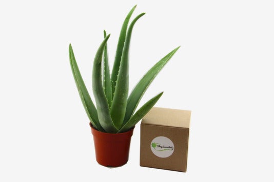 Shop Succulents 4” Aloe Vera Plant.