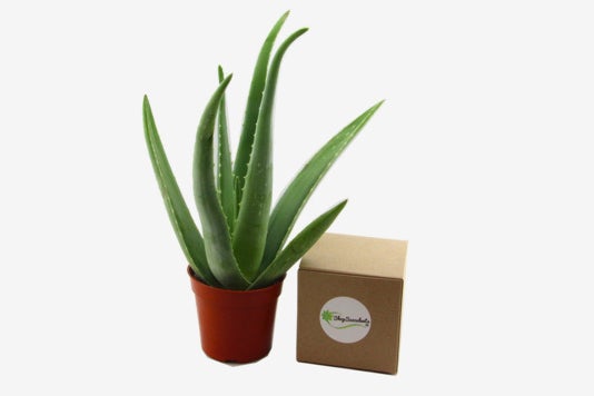 Shop Succulents 4” Aloe Vera Plant.