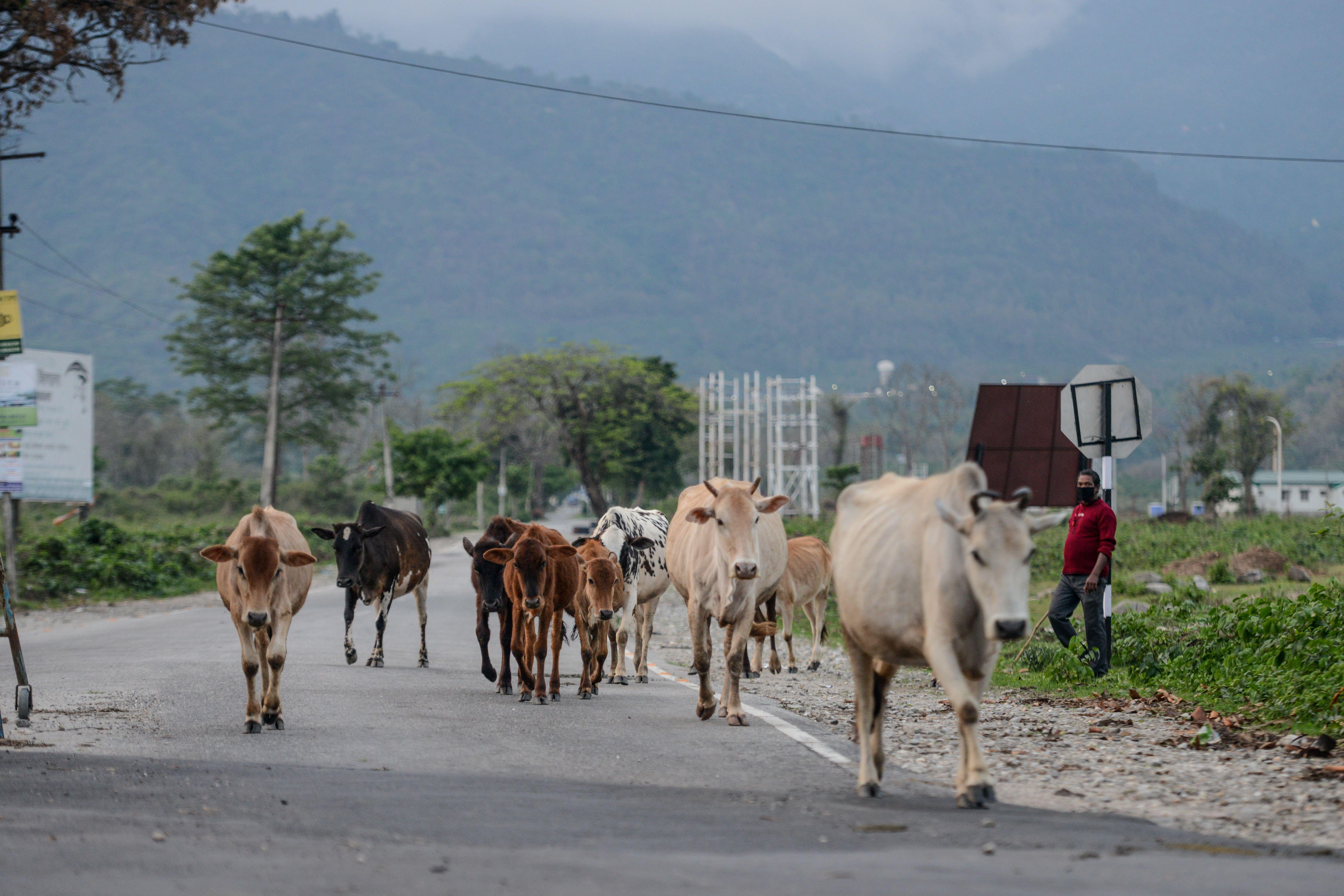 A man walks with several cows along a road.