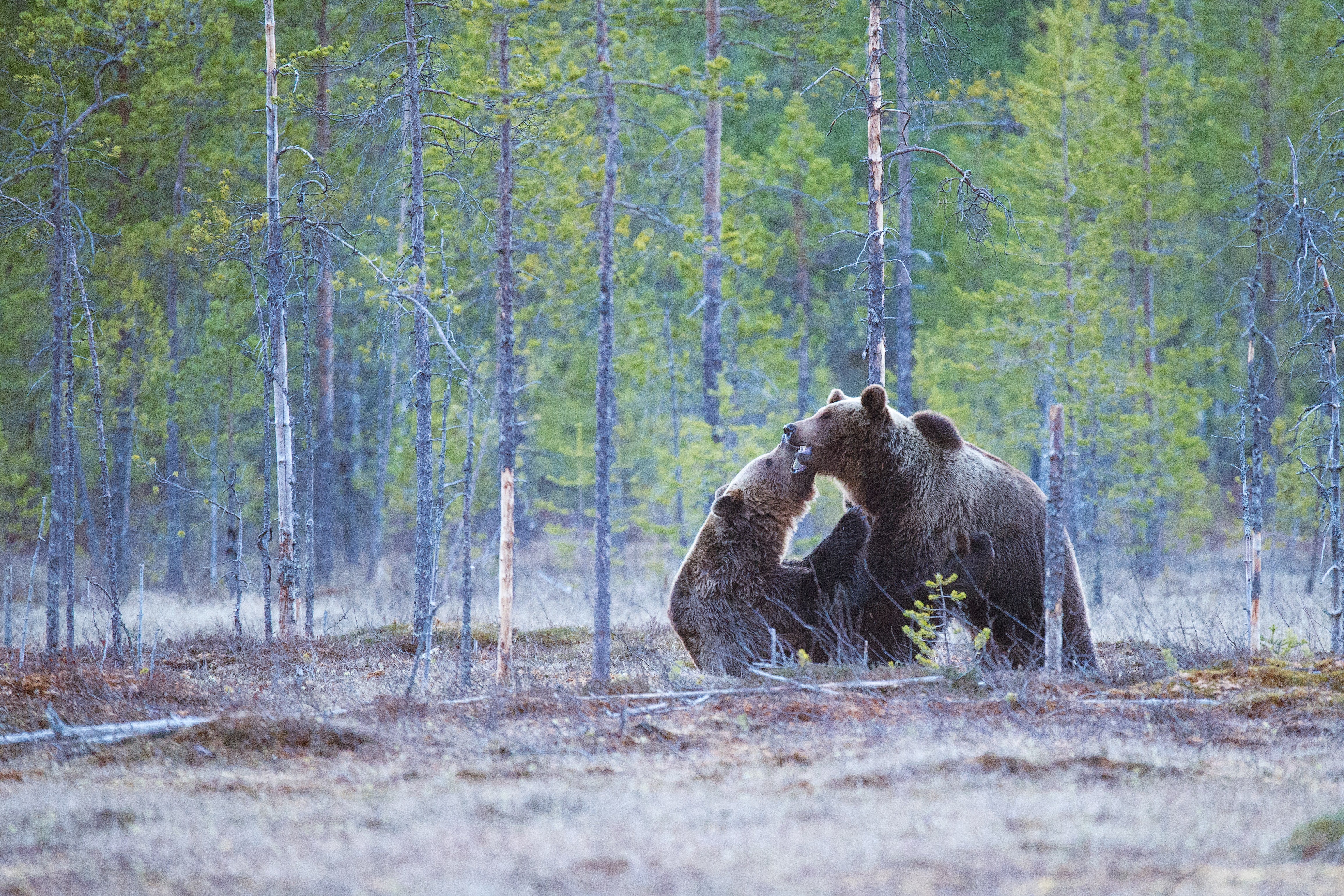Two grizzly bears tussle in the wilderness, the one to the left is clearly winning but the one on the right still has a fighting chance. 