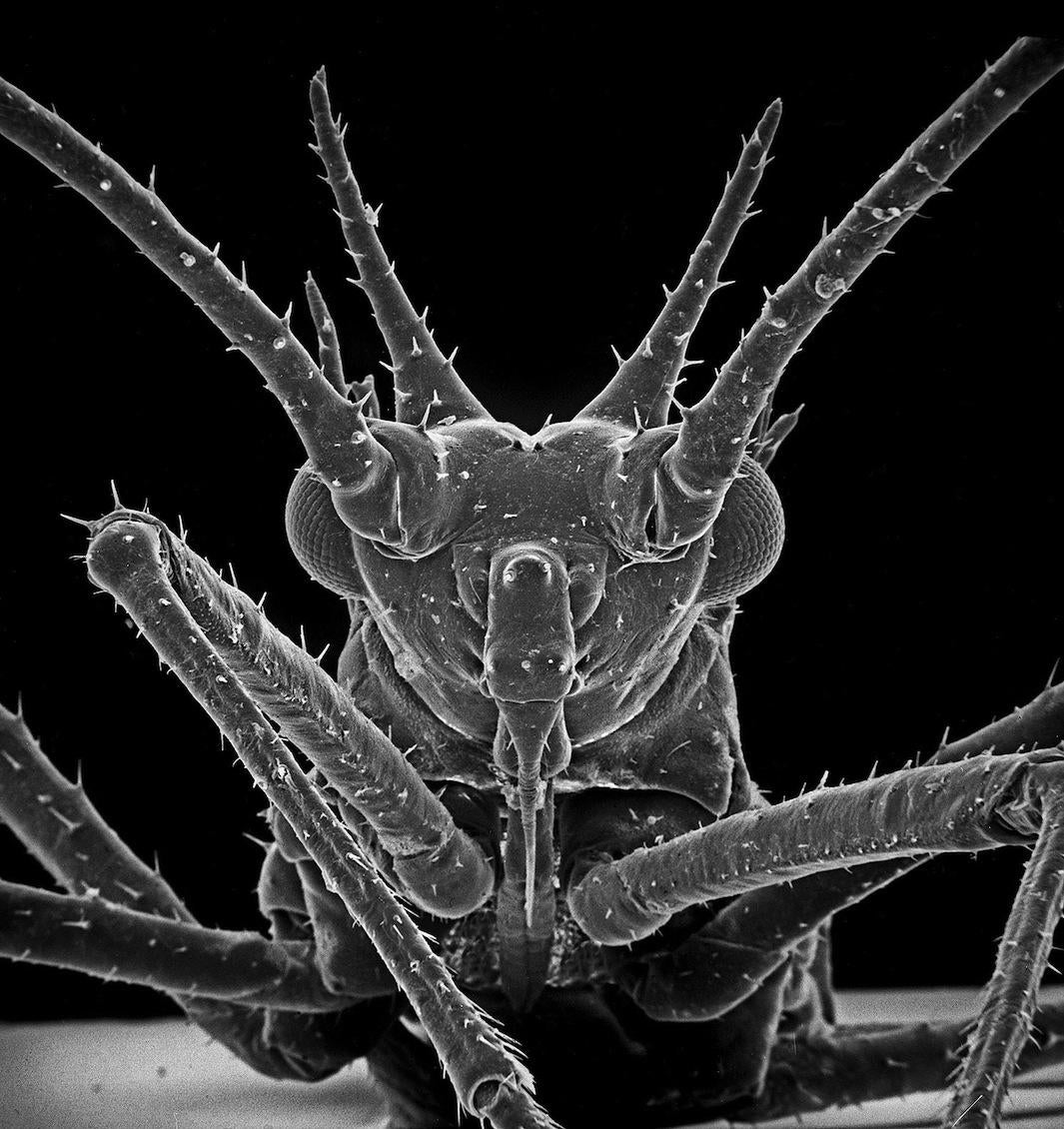 microscope images of bugs