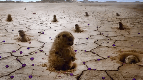 Groundhogs pop out of holes in a dry, cracked earth.
