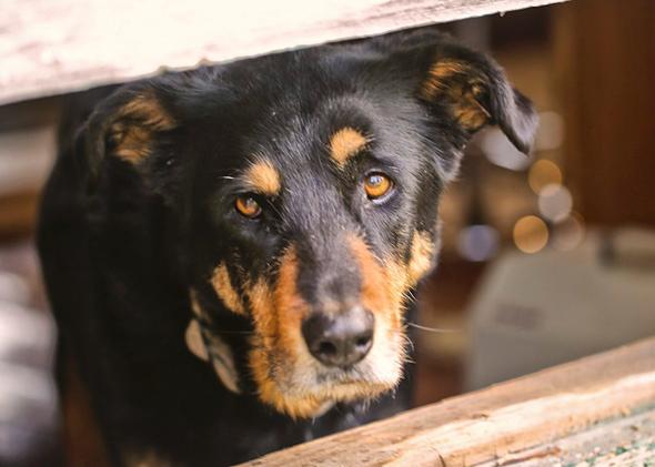 second chance animal