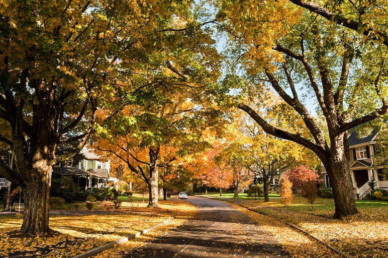 An idyllic-looking tree-lined suburban street, covered in orange leaves.