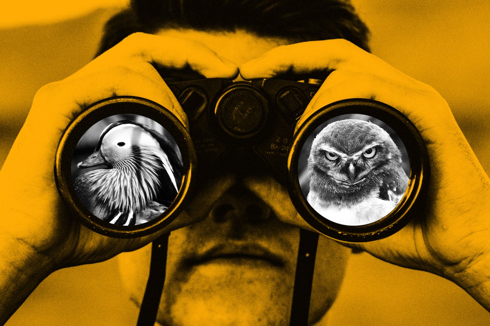 Photo illustration of owls as seen through binoculars.