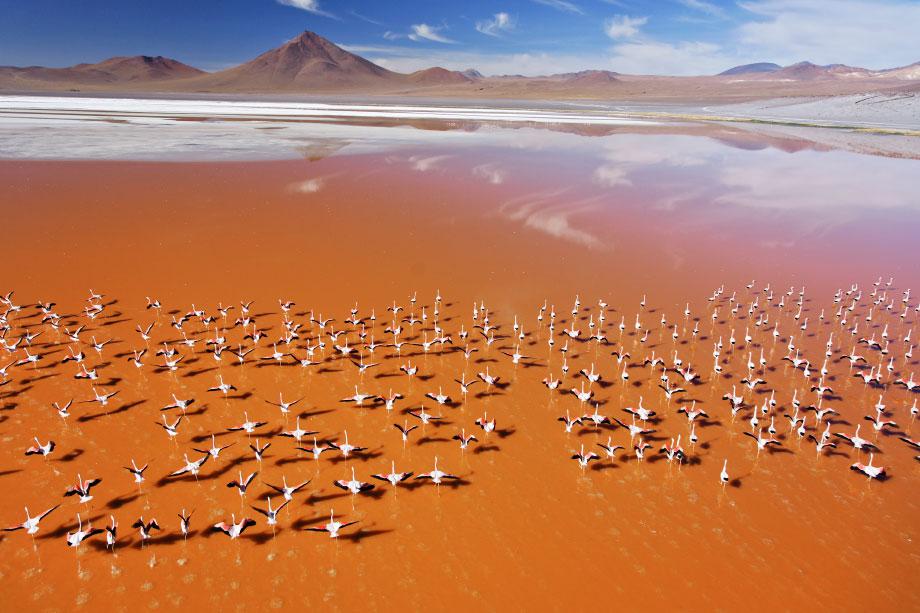 Laguna Colorada, Bolivia. A flock of James’s flamingos takes flight from the algae-stained waters of this spring-fed lake at 14,000 feet high in theAndes. Numbering around 50,000, James’s are one of the rarest flamingo species. Virtually all the birds’ breeding activity takes place here.