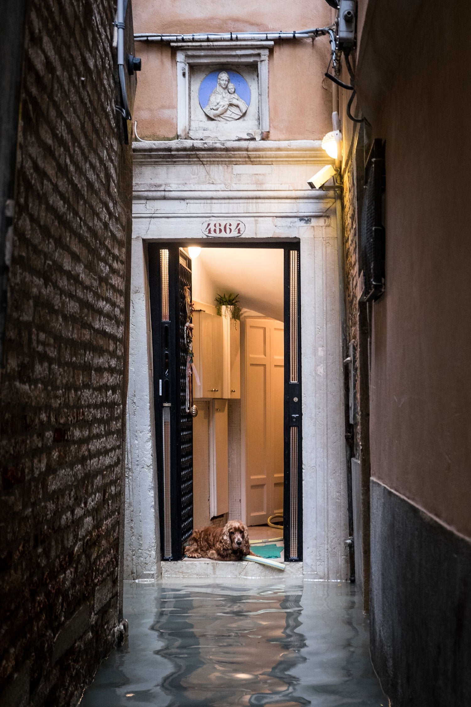 A dog at the door of a building observes the water filling the narrow city street in front of the building.