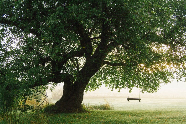 Phenology Is A Delightful And Challenging Way To Fight Climate
