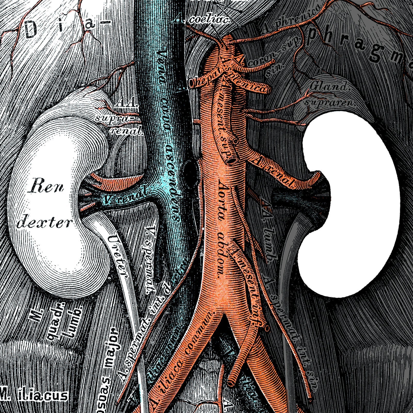 A scientific diagram of kidneys with the right kidney blanked out.