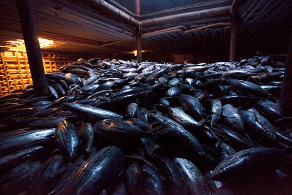 ons of frozen skipjack tuna in the hold of the Heng Xing 1.