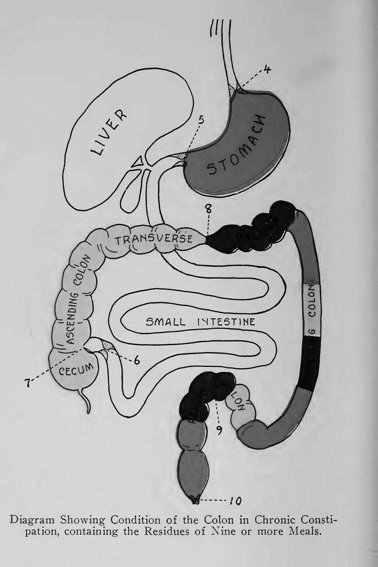 A diagram showing the digestive organs.