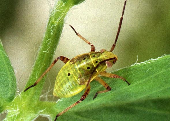 Tarnished plant bug, Lygus lineolaris, is a serious pest of alfalfa being grown for seed.