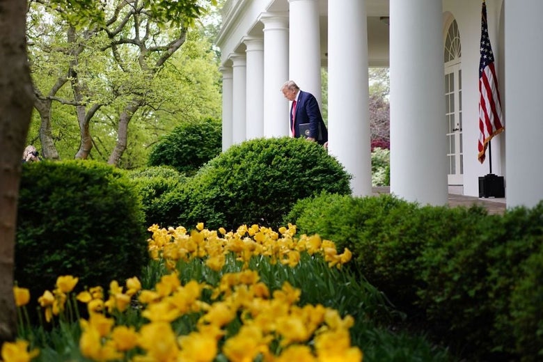 Trump walking between White House columns, with Rose Garden bushes and flowers in the foreground