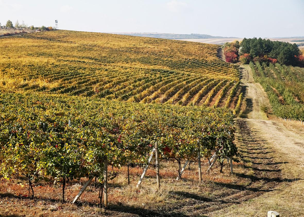 View of the Cricova vineyard outside Chisinau, Moldova, October 9, 2016.  